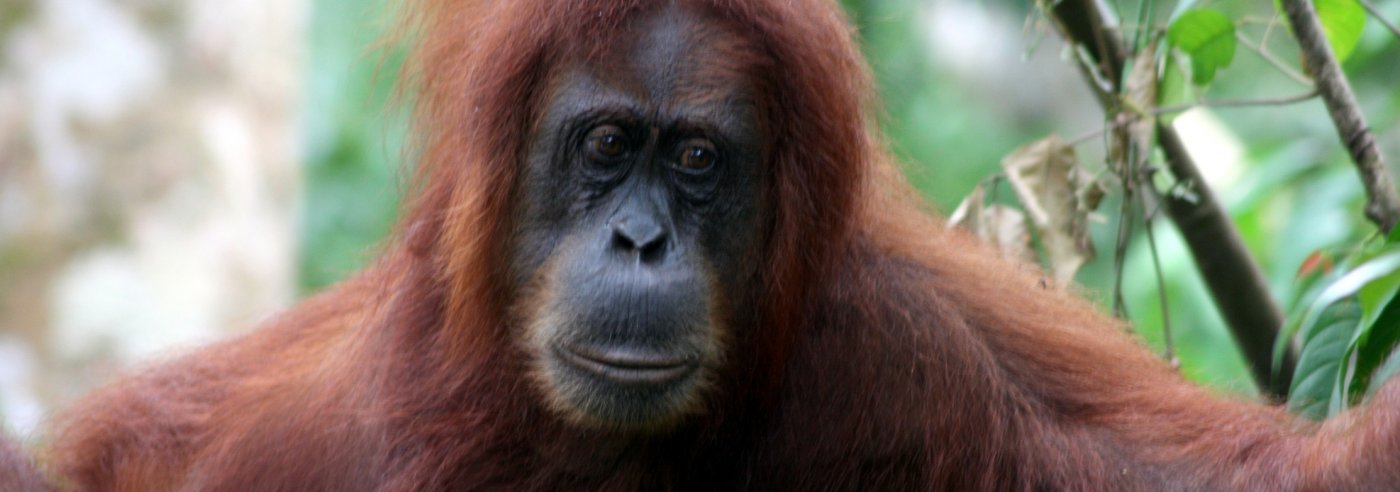 All Padang Sidempuan info - Private Indonesia roundtrips